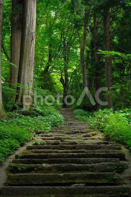 林道(階段) 自然,山,杉の写真素材