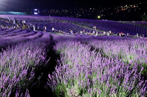 ラベンダー畑 ラベンダー畑,上富良野,花の写真素材