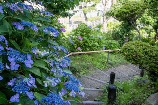 紫陽花と日本庭園 紫陽花と日本庭園の写真