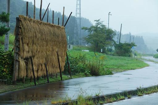 雨に濡れる稲架掛け 雨に濡れる稲架掛け 稲架掛け,雨,天日干しの写真素材