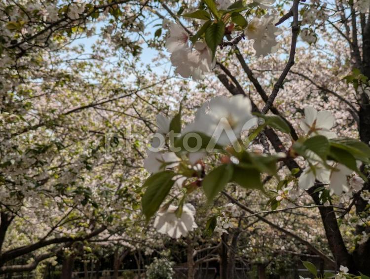 清明過ぎの横浜市都筑中央公園の桜の花 横浜市都筑区,総合公園,公園樹木の写真素材