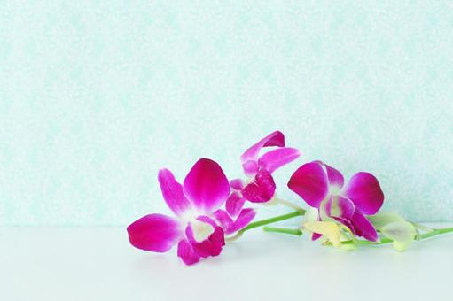 デンファレ デンファレ 花,デンファレ,蘭の写真素材