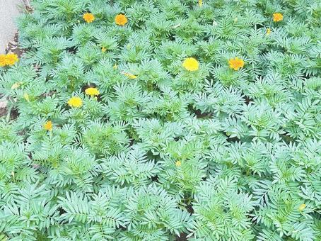 マリーゴールドの写真