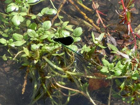 水面の水草に止まったカワトンボ 水面の水草に止まったカワトンボ カワトンボ,トンボ,蜻蛉の写真素材