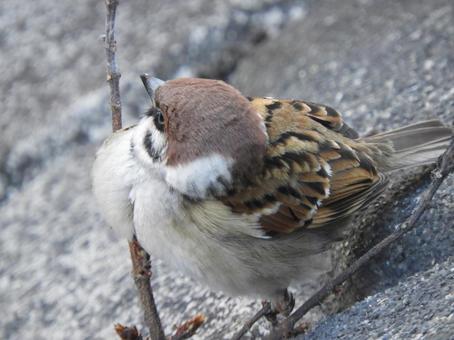 Whole sparrow 01, JPG Whole sparrow 01, JPG