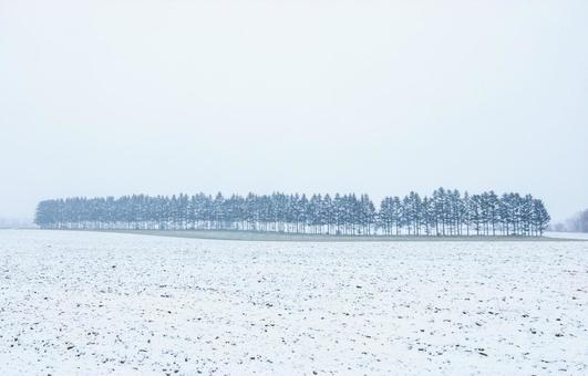 雪に煙る林と冬の畑 雪に煙る林と冬の畑 もや,北海道,幻想的の写真素材