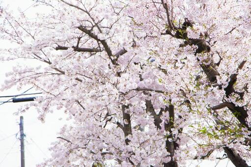 さくら18 さくら18の写真