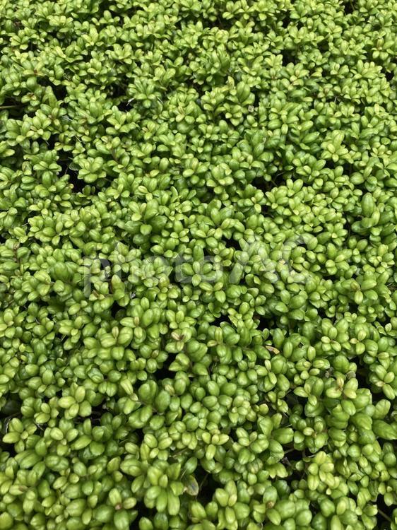 緑の写真素材_緑の植物の素材写真_10 緑,グリーン,自然の写真素材