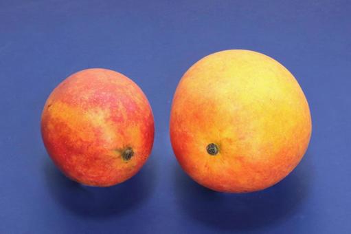 Photo, plant, fruit, fruits, 