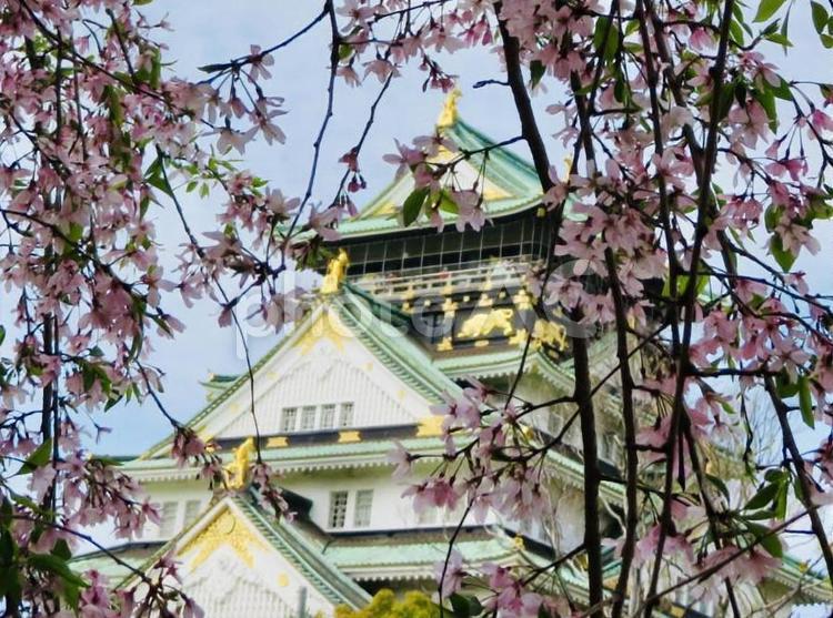 大阪城と枝垂れ桜 大阪城,桜,満開の写真素材