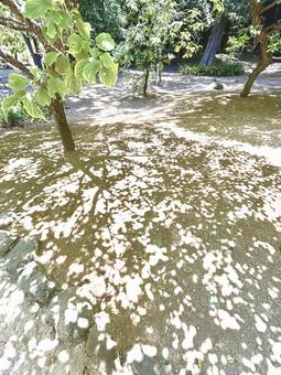 木漏れ日の写真