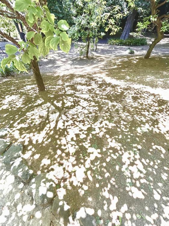 木漏れ日 木漏れ日,夏,地面の写真素材