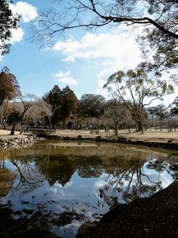 池のリフレクション 池のリフレクションの写真