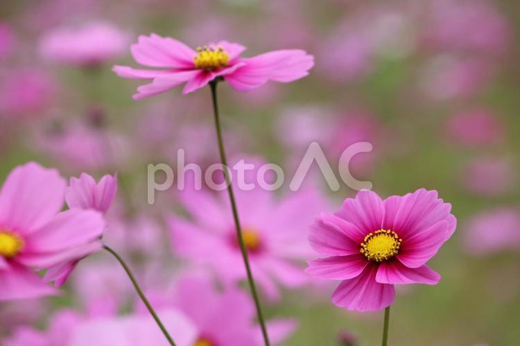 秋の花　コスモス　 コスモス,秋桜,ピンクの写真素材