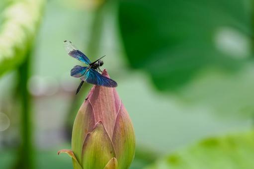 Butterfly dragonfly (34), JPG Butterfly dragonfly (34), JPG