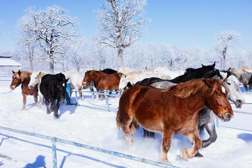 冬に走る馬の群れ 冬に走る馬の群れ 馬,冬,馬追いの写真素材