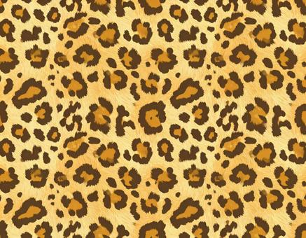 明るいヒョウ柄模様の写真