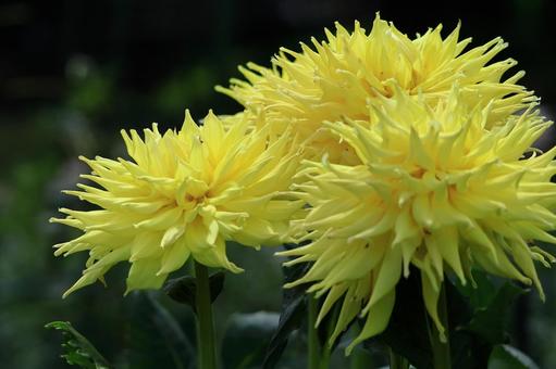 Photo, dahlia, flower, asteraceae plant, 