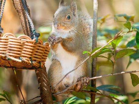 餌を食べるニホンリス 餌を食べるニホンリスの写真
