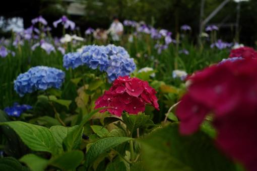 紫陽花 紫陽花の写真