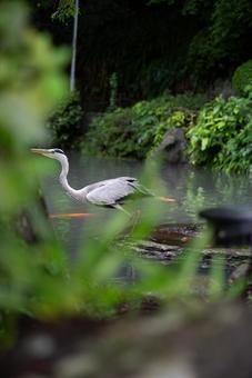 静かな池を歩くアオサギ アオサギ,サギ,鳥の写真素材