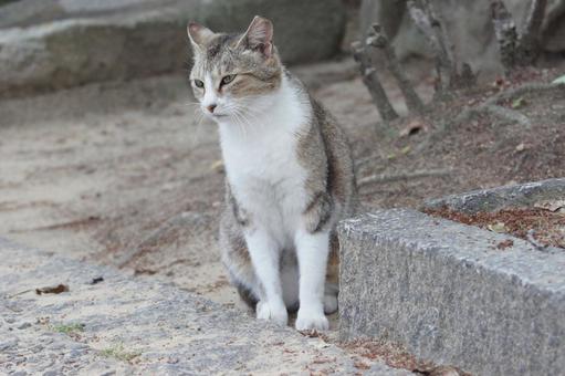 ねこ ねこ のらねこ,にゃんこ,可愛いの写真素材