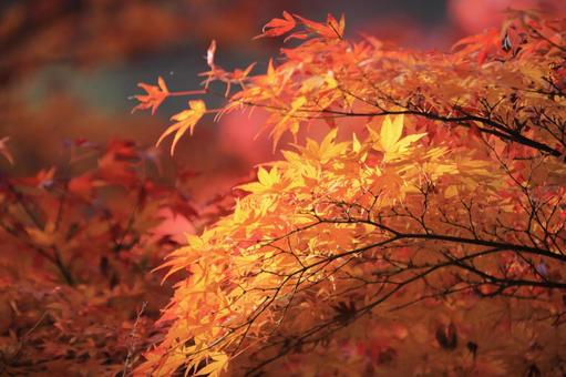 色づく紅葉 色づく紅葉の写真