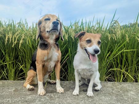 ん〜稲のいい香りだあ〜 ん〜稲のいい香りだあ〜 犬,ビーグル,ジャックラッセルテリアの写真素材