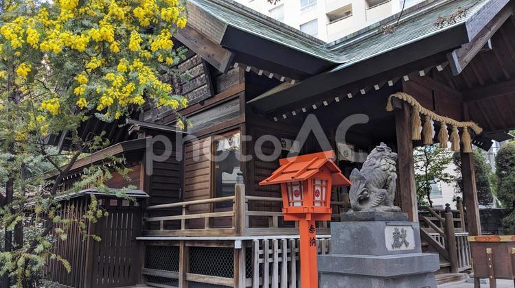 ミモザの花言葉はグローバル ミモザ,アカシア,黄色の写真素材