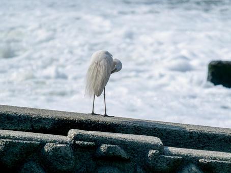 水辺のダイサギ 水辺のダイサギ ダイサギ,野鳥,サギの写真素材
