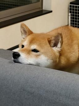 ソファにあご乗せする柴犬! ソファにあご乗せする柴犬!の写真