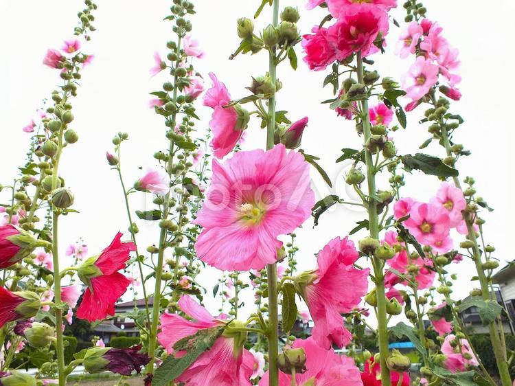 鮮やかなタチアオイ　ひらひらの花びら タチアオイ,ピンク色の花,ピンクの写真素材