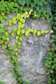 石壁を這うツタの葉の縦構図 ツタ,蔦,葉の写真素材