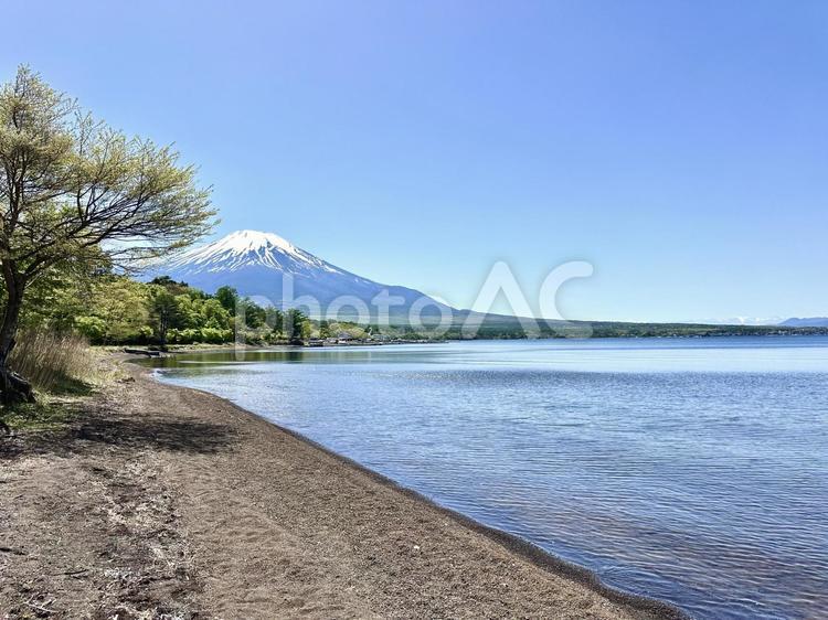 山中湖畔から見る富士山 富士山,山中湖,自然の写真素材