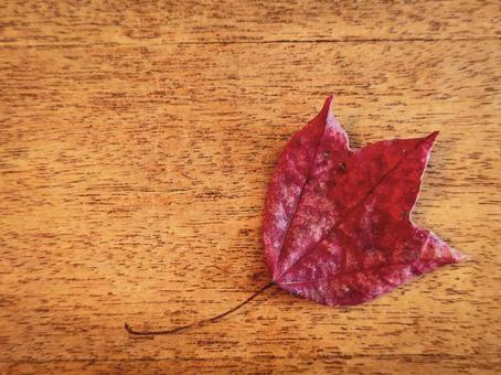 赤い落ち葉、1枚 落ち葉,赤い葉,秋のイメージの写真素材