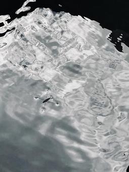 Water striders Water striders