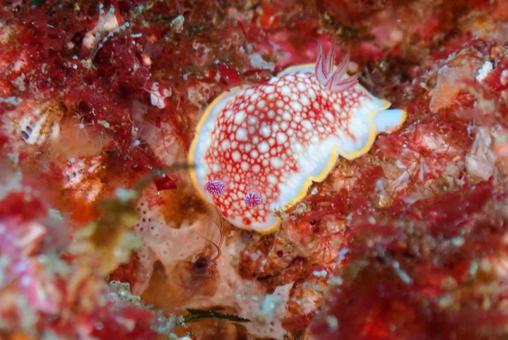 Photo, scuba diving, diving, nuushi, 