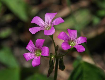 ムラサキカタバミ ムラサキカタバミ,紫酢漿草,紫傍食の写真素材