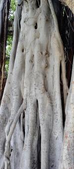 落書きされた大木の根 落書きされた大木の根 banyantree,ガジュマル,樹木の写真素材