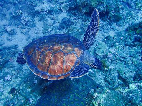 屋久島 海中を優雅に泳ぐアオウミガメ 屋久島 海中を優雅に泳ぐアオウミガメ スキューバダイビング,ダイビング,青の写真素材