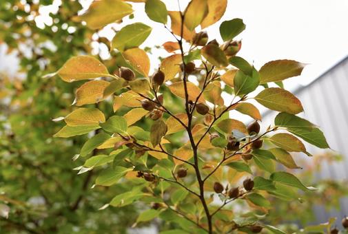 ヒメシャラの木 木,枝,ヒメシャラの写真素材
