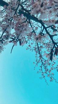見上げた桜の木の写真