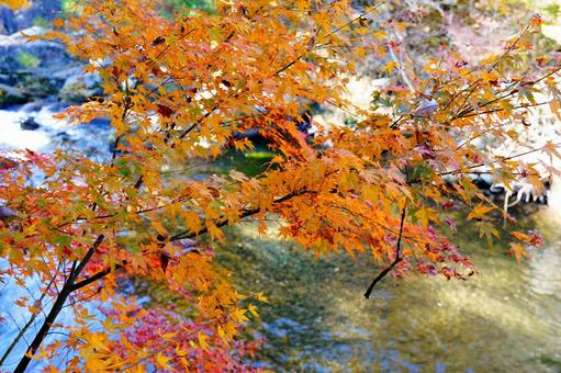 川面を彩る鮮やかな紅葉 川面を彩る鮮やかな紅葉 昇仙峡,森林,景観の写真素材