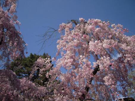 桜と青空 桜と青空の写真