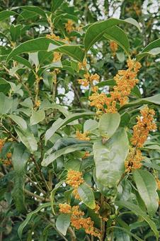 金木犀 金木犀,キンモクセイ,エモいの写真素材