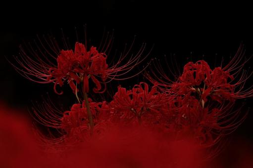 Red and Black Spider Lily-2, JPG Red and Black Spider Lily-2, JPG