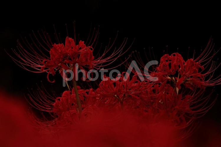 彼岸花　赤と黒-2 彼岸花,壁紙,背景黒の写真素材