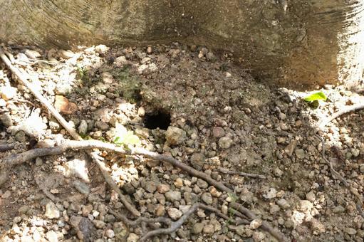 セミの幼虫が羽化で出てきた地面の穴 夏 セミの幼虫が羽化で出てきた地面の穴 夏 セミ,穴,幼虫の写真素材