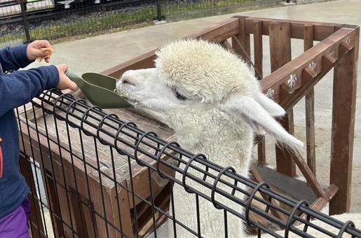 餌やりをする子供 動物園 アルパカ 餌やりをする子供 動物園 アルパカ 動物園,餌やり,体験の写真素材