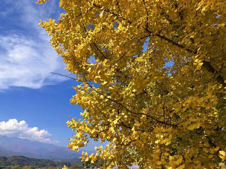 イチョウの紅葉と空 イチョウの紅葉と空 空,風景,自然の写真素材